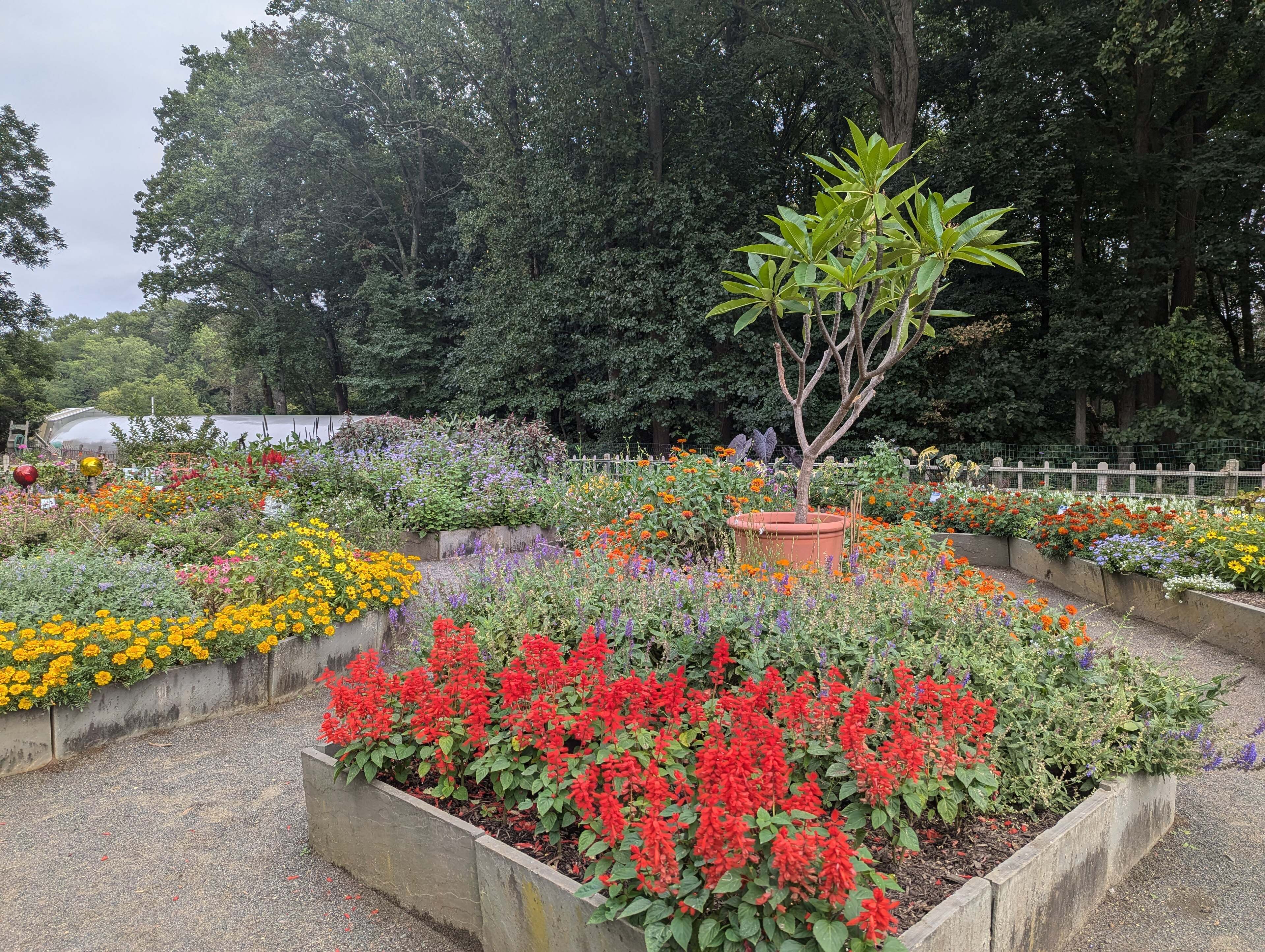 Raised beds of red salvia and yellow marigolds in the display garden at Deep Cut Gardens, with woods behind.