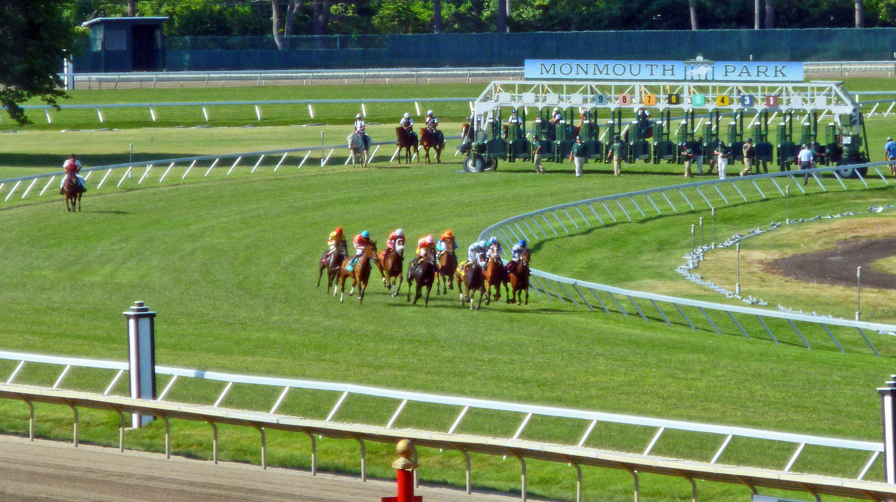 Horses and jockeys rounding the turn on the turf course at Monmouth Park after leaving the starting gate.